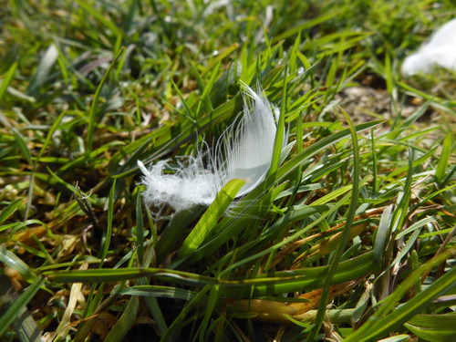 Fauna Bird Feather Publicdomain (2).jpg