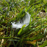 Fauna Bird Feather Publicdomain (2)