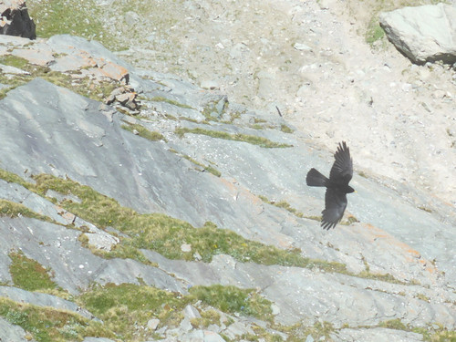 Fauna Bird Publicdomain (1).jpg