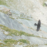 Fauna Bird Publicdomain (1)