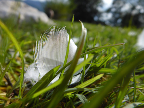 Fauna Bird Feather Publicdomain (3).jpg