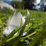 Fauna Bird Feather Publicdomain (3)