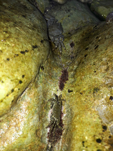 Crabs; Publicdomain; Cc0; Freeimage;.jpg