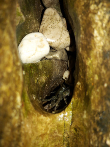 Crabs; Publicdomain; Cc0; Freeimage;.jpg