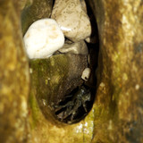 Crabs; Publicdomain; Cc0; Freeimage;