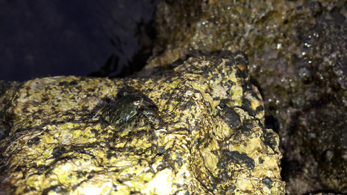 Crabs; Publicdomain; Cc0; Freeimage;.jpg