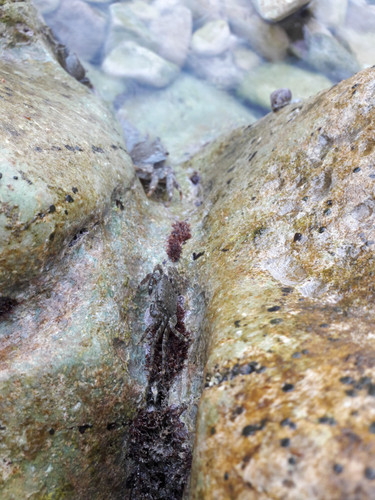 Crabs; Publicdomain; Cc0; Freeimage;.jpg