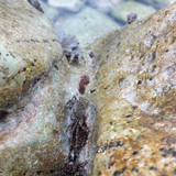 Crabs; Publicdomain; Cc0; Freeimage;