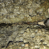 Crabs; Publicdomain; Cc0; Freeimage;