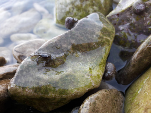 Crabs; Publicdomain; Cc0; Freeimage;.jpg