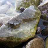 Crabs; Publicdomain; Cc0; Freeimage;