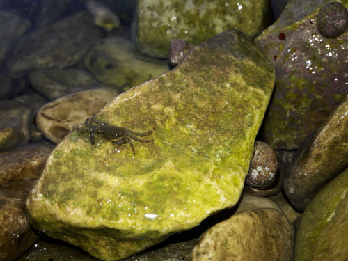 Crabs; Publicdomain; Cc0; Freeimage;.jpg