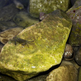 Crabs; Publicdomain; Cc0; Freeimage;