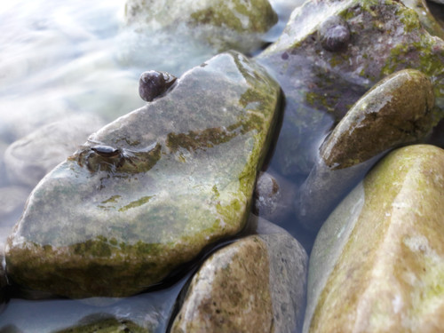 Crabs; Publicdomain; Cc0; Freeimage;.jpg