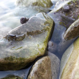 Crabs; Publicdomain; Cc0; Freeimage;