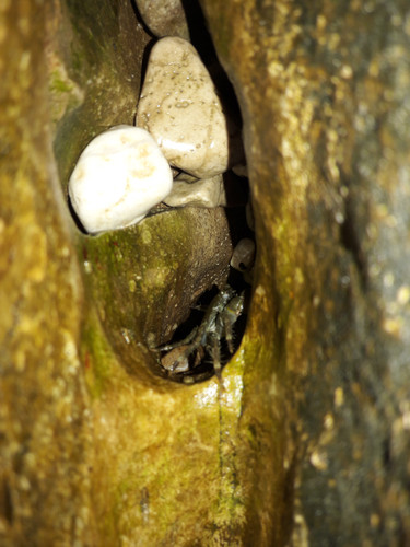 Crabs; Publicdomain; Cc0; Freeimage;.jpg