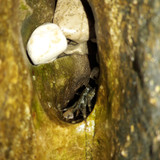 Crabs; Publicdomain; Cc0; Freeimage;