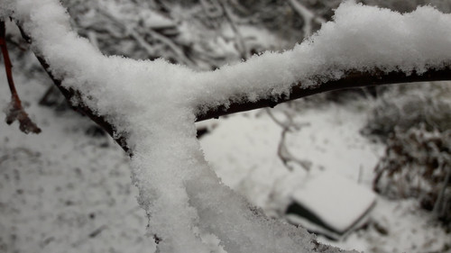 Snow; Publicdomain; Cc0; Freeimage;.jpg