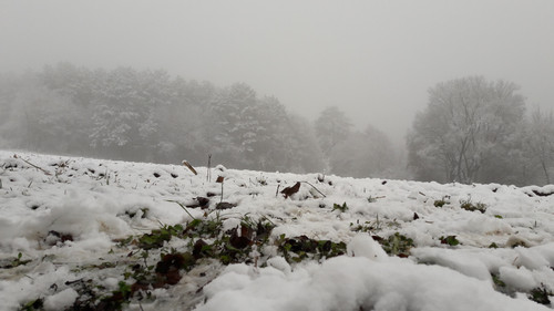 Snow; Publicdomain; Cc0; Freeimage;.jpg