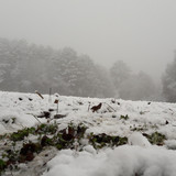 Snow; Publicdomain; Cc0; Freeimage;