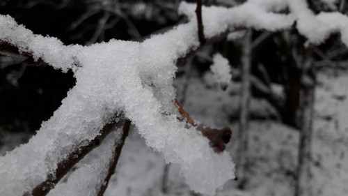 Snow; Publicdomain; Cc0; Freeimage;.jpg