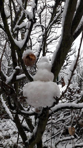 Snow; Publicdomain; Cc0; Freeimage;.jpg