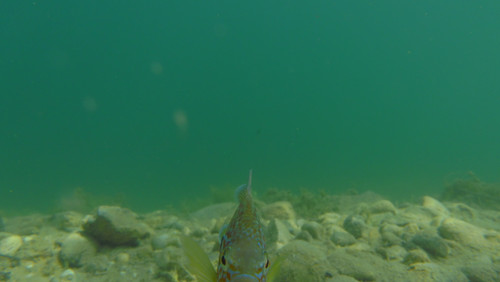 Fish; Publicdomain; Cc0; Freeimage;.jpg