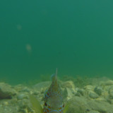 Fish; Publicdomain; Cc0; Freeimage;