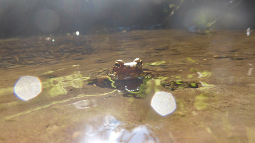 Frog; Publicdomain; Cc0; Freeimage;.jpg
