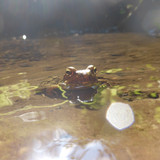 Frog; Publicdomain; Cc0; Freeimage;