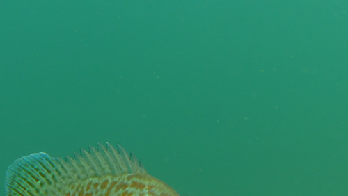 Fish; Publicdomain; Cc0; Freeimage;.jpg