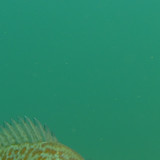 Fish; Publicdomain; Cc0; Freeimage;