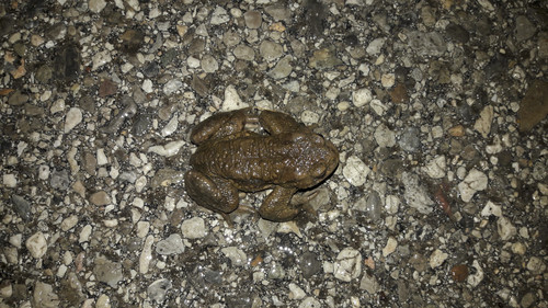 Frogs On Night Street.jpg