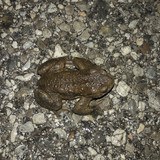 Frogs On Night Street