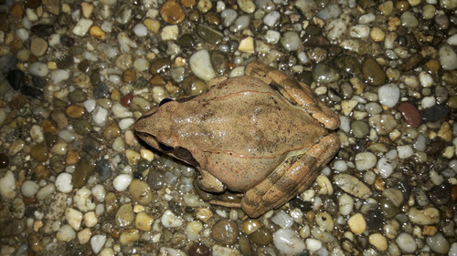 Frogs On Night Street.jpg
