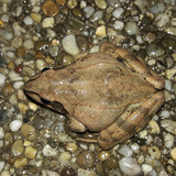 Frogs On Night Street