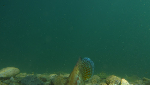 Fish; Publicdomain; Cc0; Freeimage;.jpg
