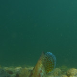 Fish; Publicdomain; Cc0; Freeimage;