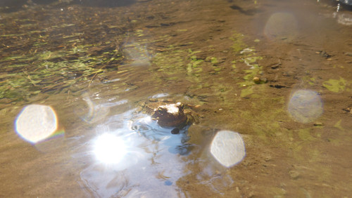 Frog; Publicdomain; Cc0; Freeimage;.jpg