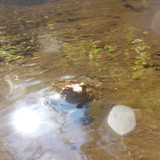 Frog; Publicdomain; Cc0; Freeimage;