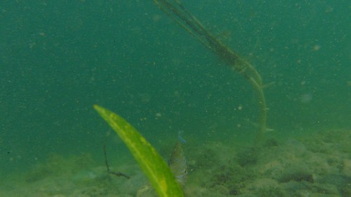 Fish; Publicdomain; Cc0; Freeimage;.jpg