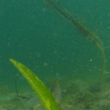 Fish; Publicdomain; Cc0; Freeimage;