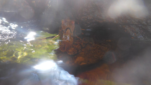 Frog; Publicdomain; Cc0; Freeimage;.jpg