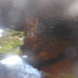 Frog; Publicdomain; Cc0; Freeimage;