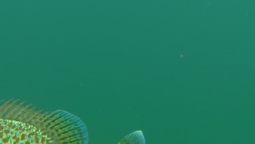 Fish; Publicdomain; Cc0; Freeimage;.jpg