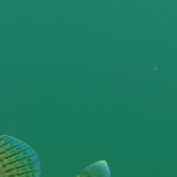 Fish; Publicdomain; Cc0; Freeimage;