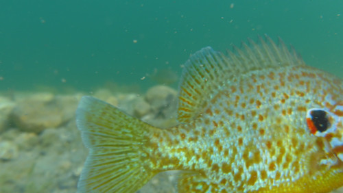 Fish; Publicdomain; Cc0; Freeimage;.jpg