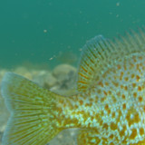 Fish; Publicdomain; Cc0; Freeimage;