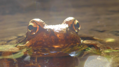 Frog; Publicdomain; Cc0; Freeimage;.jpg