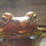 Frog; Publicdomain; Cc0; Freeimage;